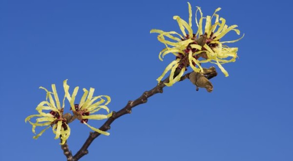 Witch Hazel Uses