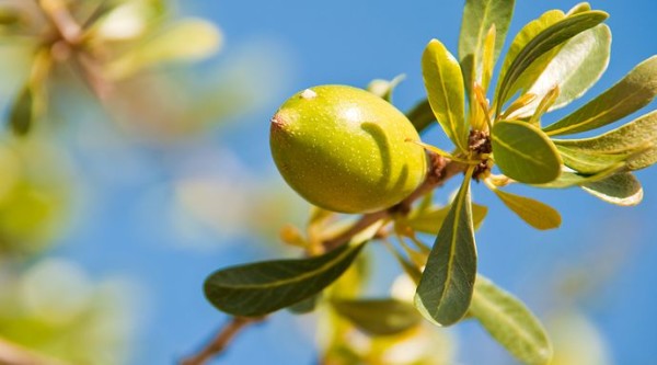 What is Argan Oil