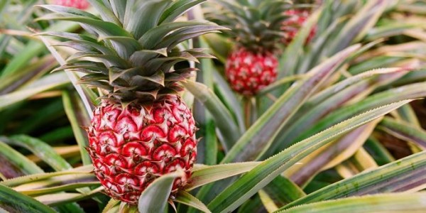 What are the health benefits of pineapple