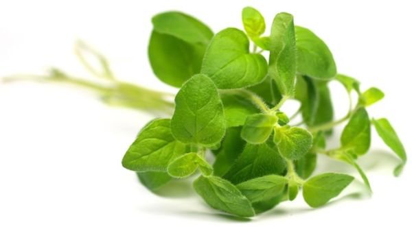 Benefits of Oregano