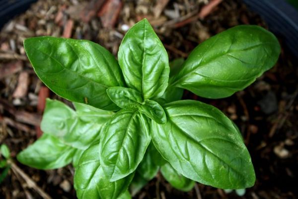 Health Benefits of Basil